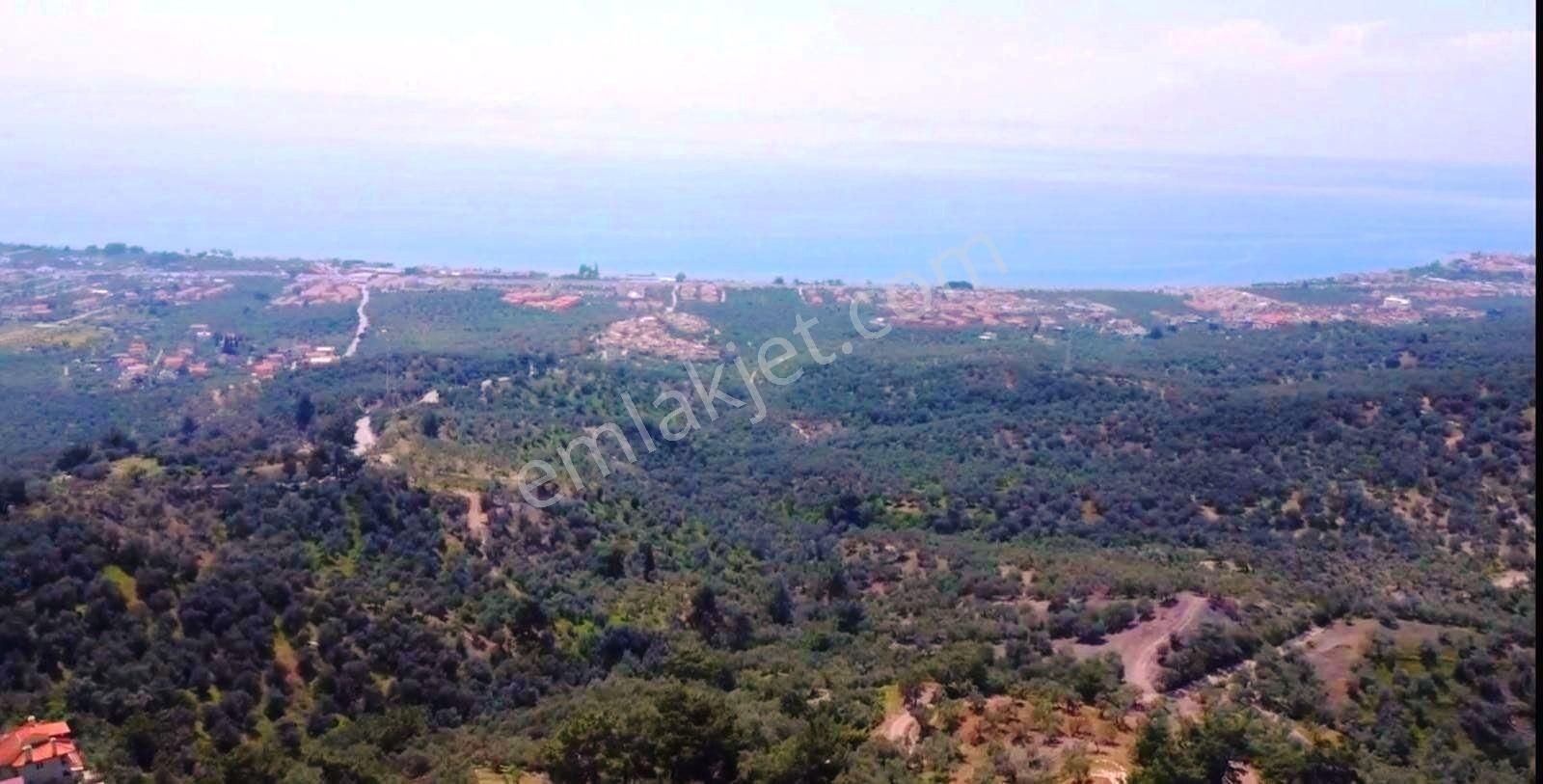 Balıkesir Edremit'te 28 Dönüm Yatırımlık Zeytinlik Satılık Arsa - Görsel 3