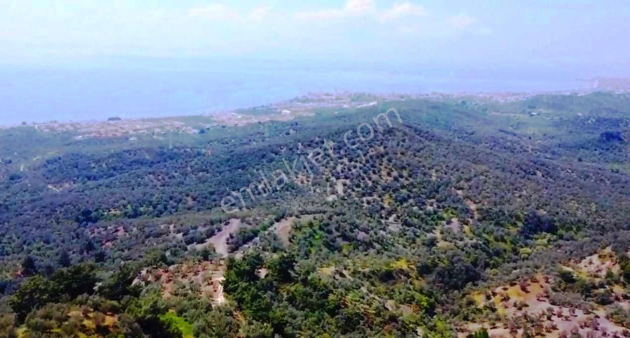 Balıkesir Edremit'te 28 Dönüm Yatırımlık Zeytinlik Satılık Arsa - Görsel 4