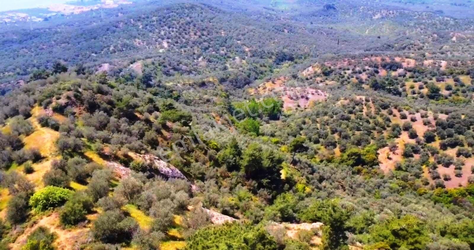Balıkesir Edremit'te 28 Dönüm Yatırımlık Zeytinlik Satılık Arsa - Görsel 15