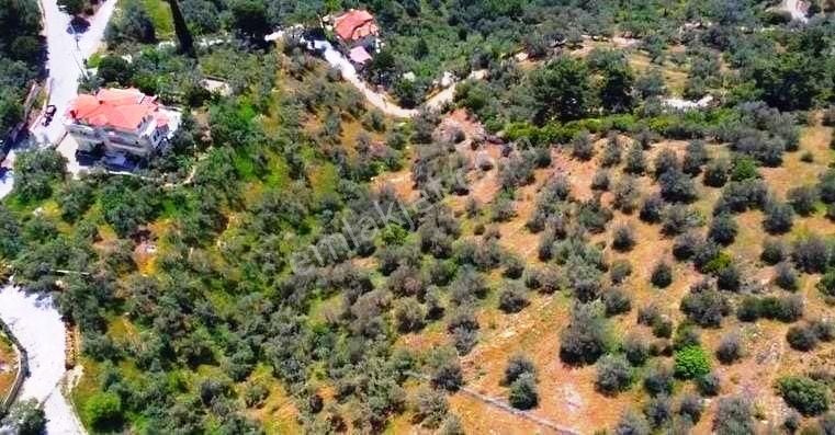 Balıkesir Edremit'te 28 Dönüm Yatırımlık Zeytinlik Satılık Arsa - Görsel 26