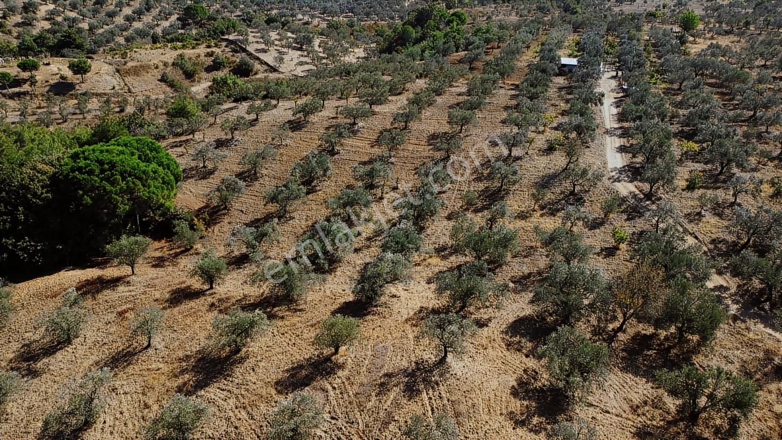 Erim'den Satılık Hacıarslanlar Köyünde 11.5 Dönüm Zeytinlik - Görsel 14