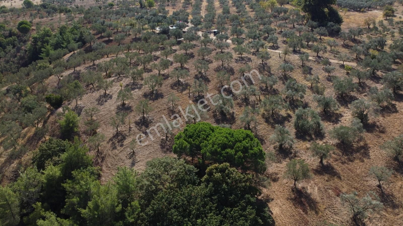 Erim'den Satılık Hacıarslanlar Köyünde 11.5 Dönüm Zeytinlik - Görsel 12