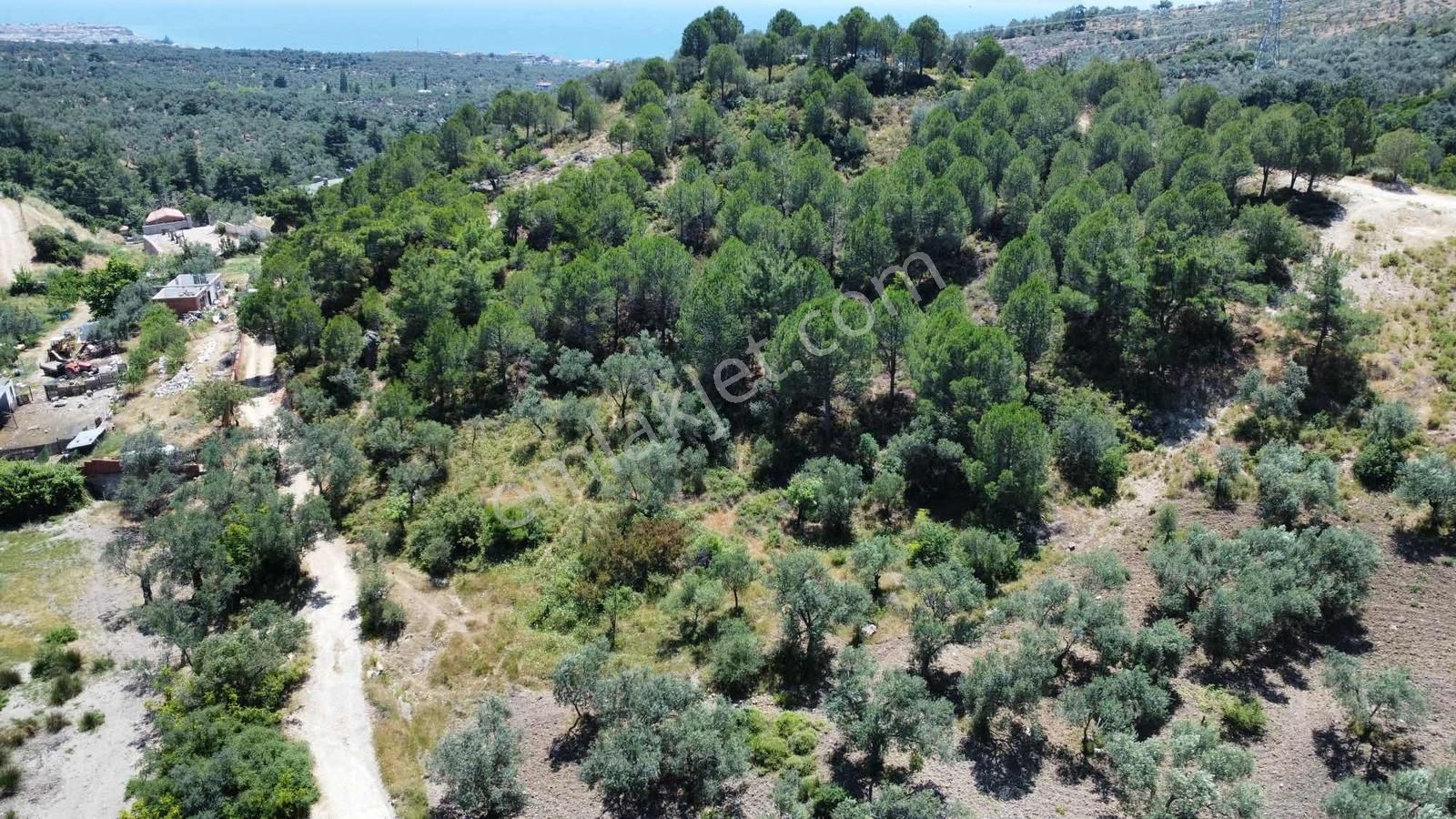 Avcılara Yakın, Deniz Ve Dağ Manzaralı Krediye Uygun Zeytinlik - Görsel 4