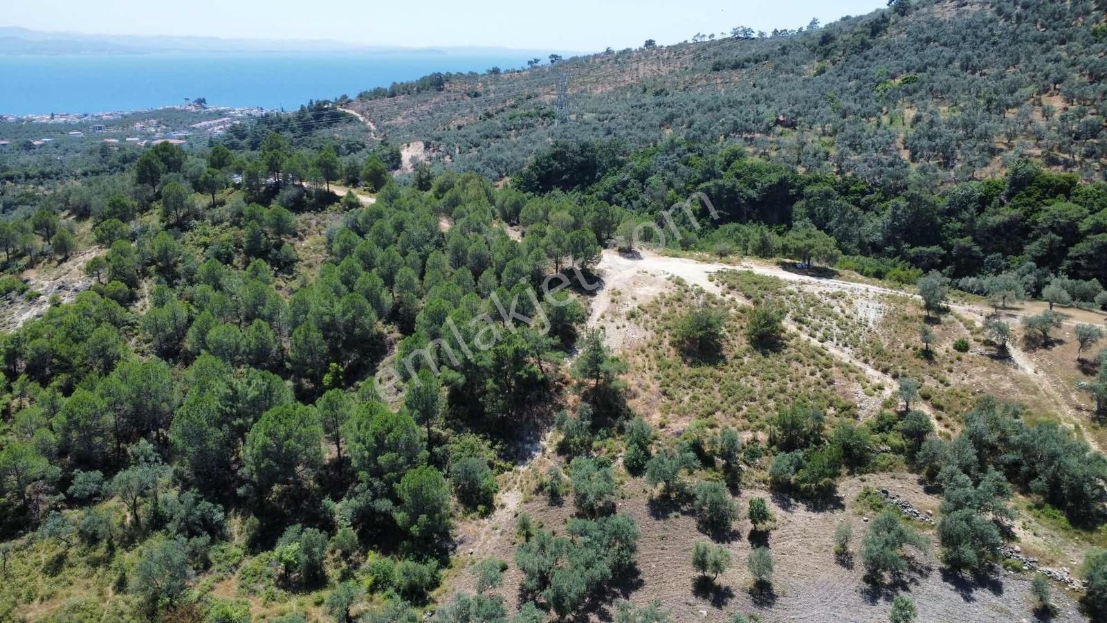 Avcılara Yakın, Deniz Ve Dağ Manzaralı Krediye Uygun Zeytinlik - Görsel 6