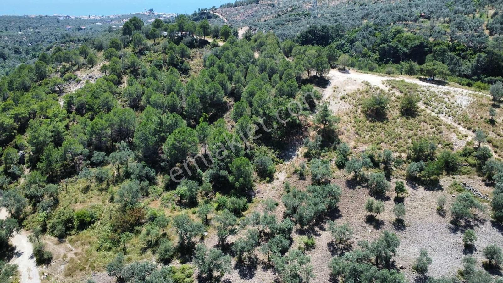 Avcılara Yakın, Deniz Ve Dağ Manzaralı Krediye Uygun Zeytinlik - Görsel 2