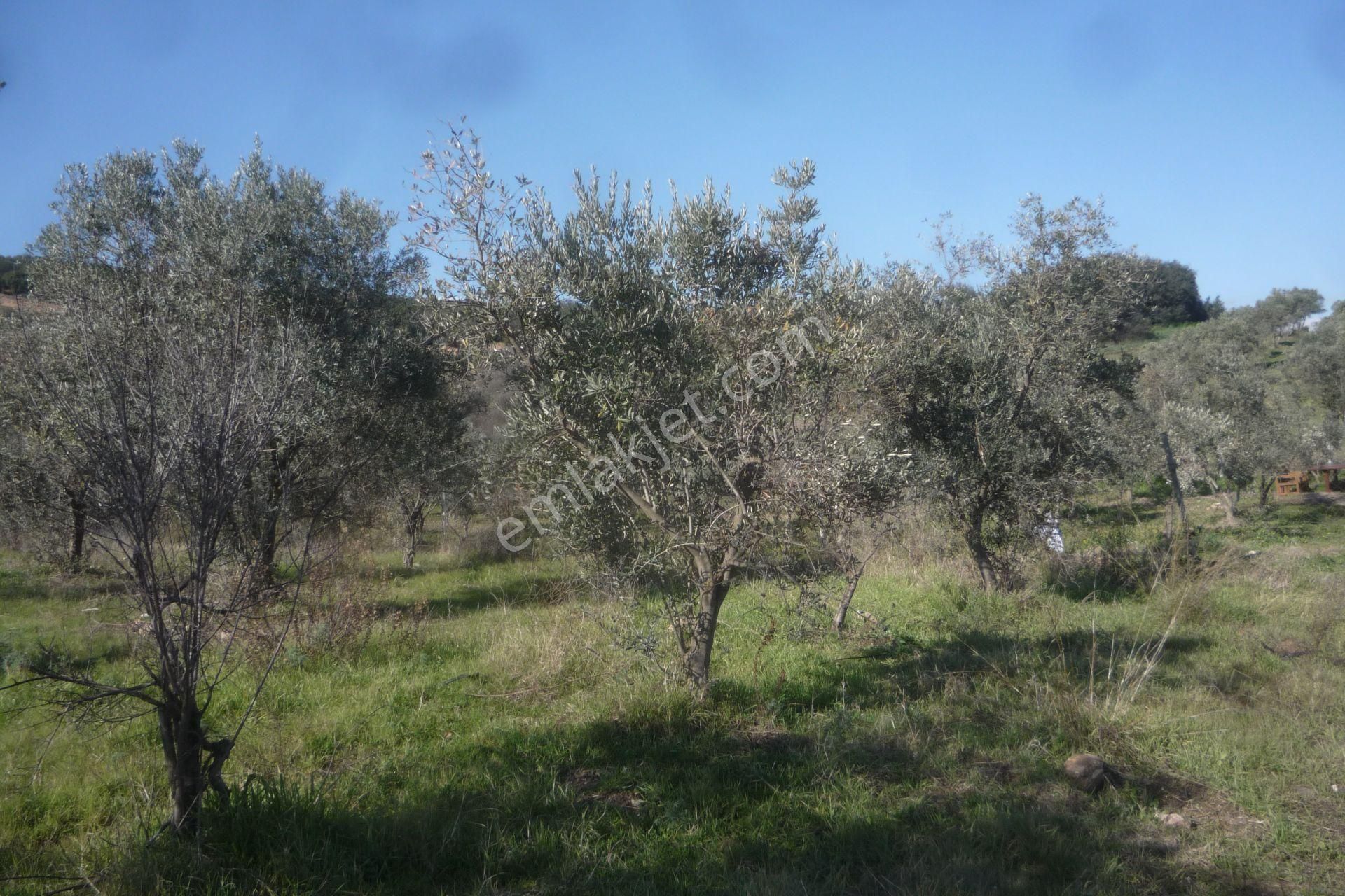 İzmir Torbalı Gold Emlaktan Satılık Zeytinli Tarla - Görsel 4