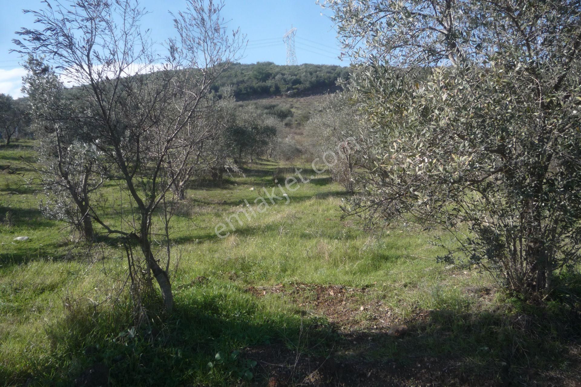 İzmir Torbalı Gold Emlaktan Satılık Zeytinli Tarla - Görsel 2