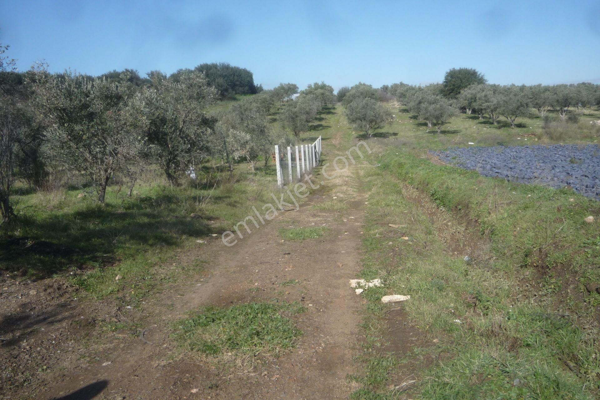 İzmir Torbalı Gold Emlaktan Satılık Zeytinli Tarla