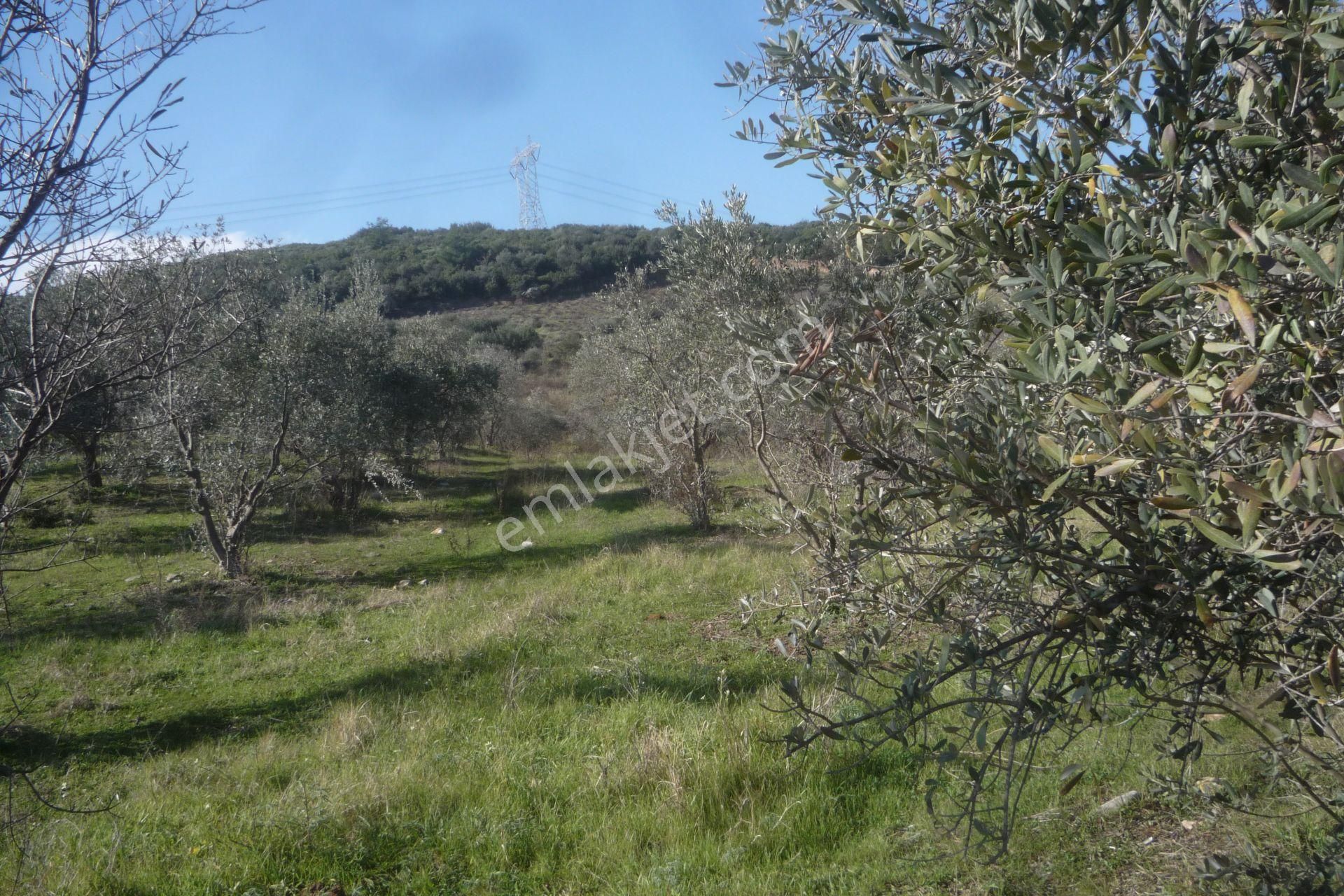 İzmir Torbalı Gold Emlaktan Satılık Zeytinli Tarla - Görsel 6