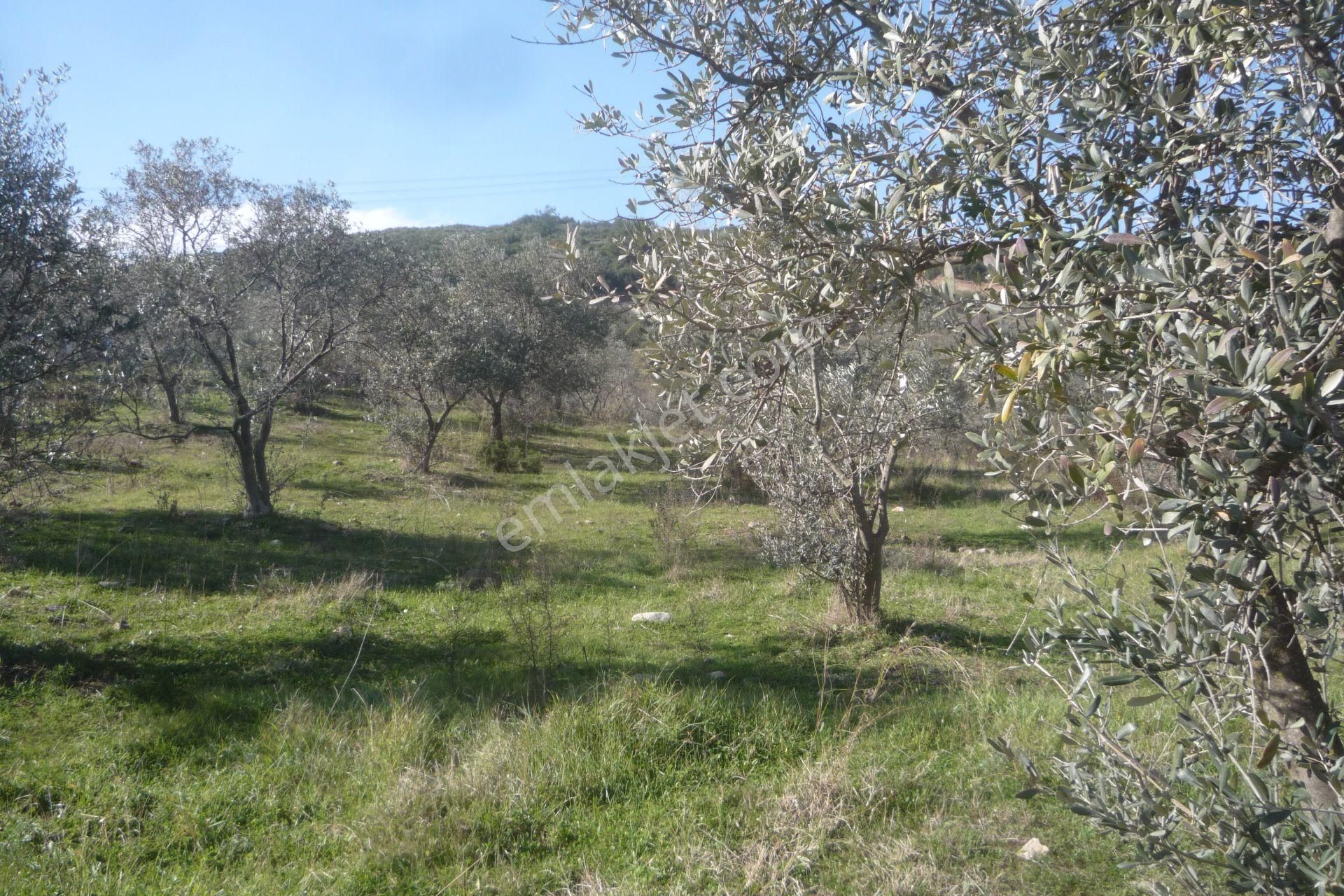 İzmir Torbalı Gold Emlaktan Satılık Zeytinli Tarla - Görsel 7