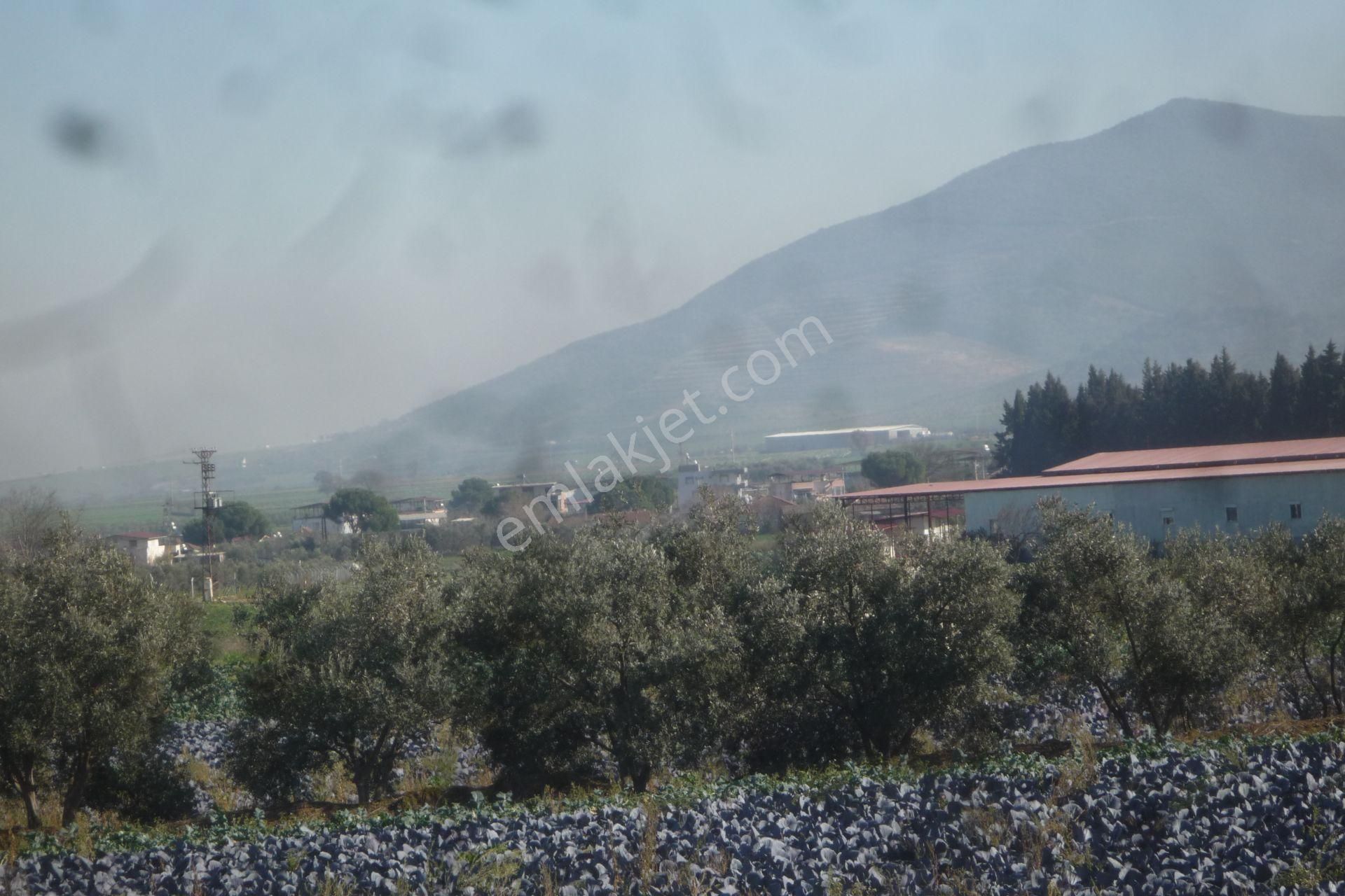 İzmir Torbalı Gold Emlaktan Satılık Zeytinli Tarla - Görsel 9