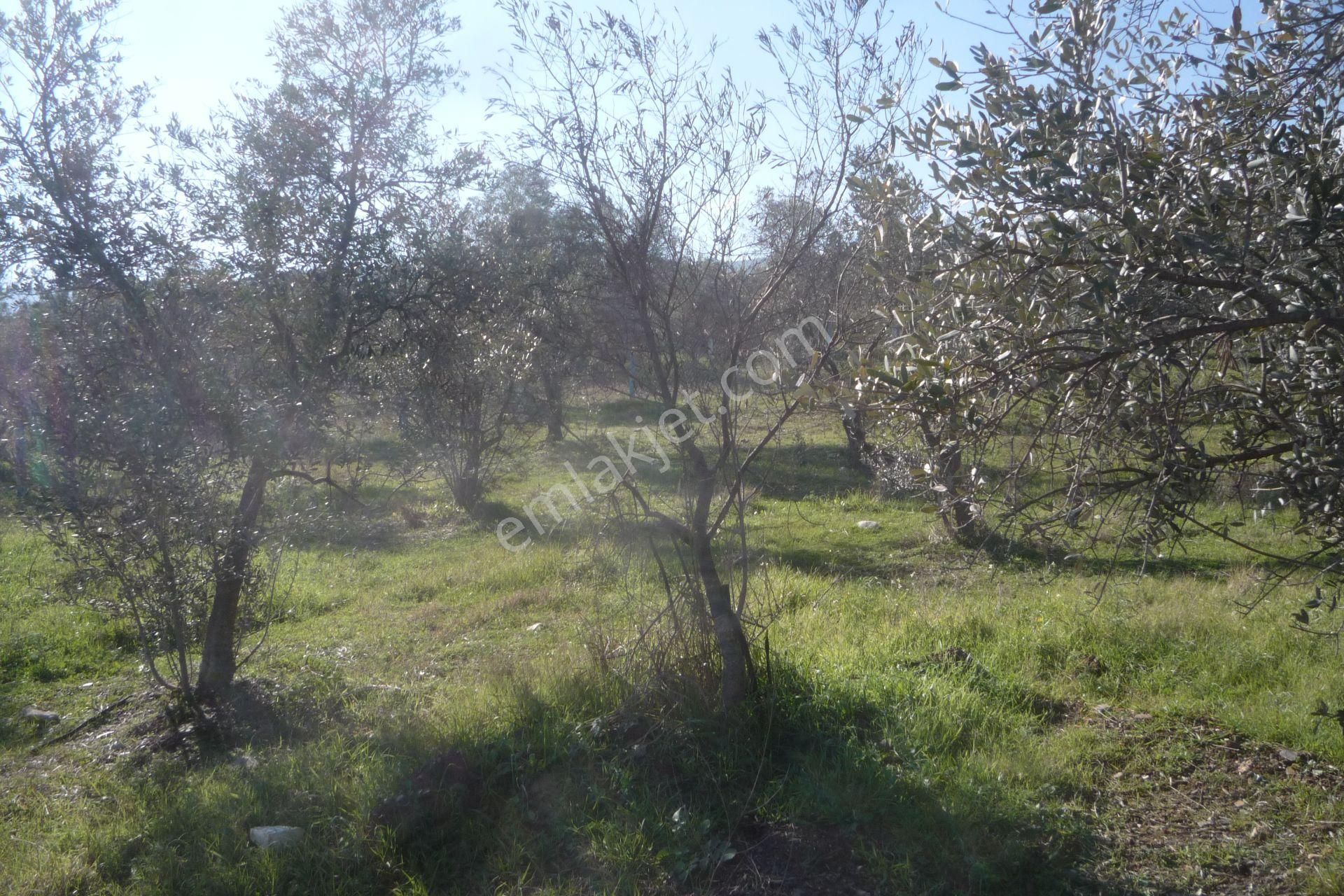 İzmir Torbalı Gold Emlaktan Satılık Zeytinli Tarla - Görsel 5