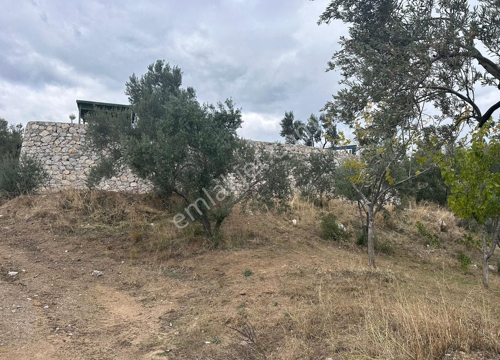 Çamlıbel Köyünde Satılık Deniz Manzaralı Zeytinlik - Görsel 25
