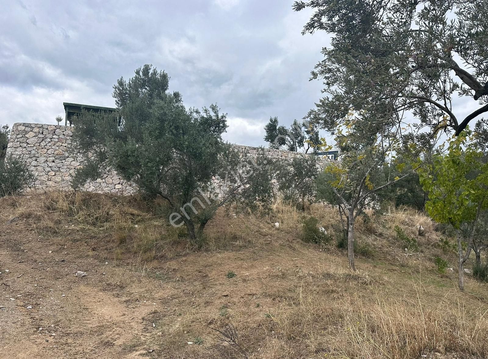 Çamlıbel Köyünde Satılık Deniz Manzaralı Zeytinlik - Görsel 17