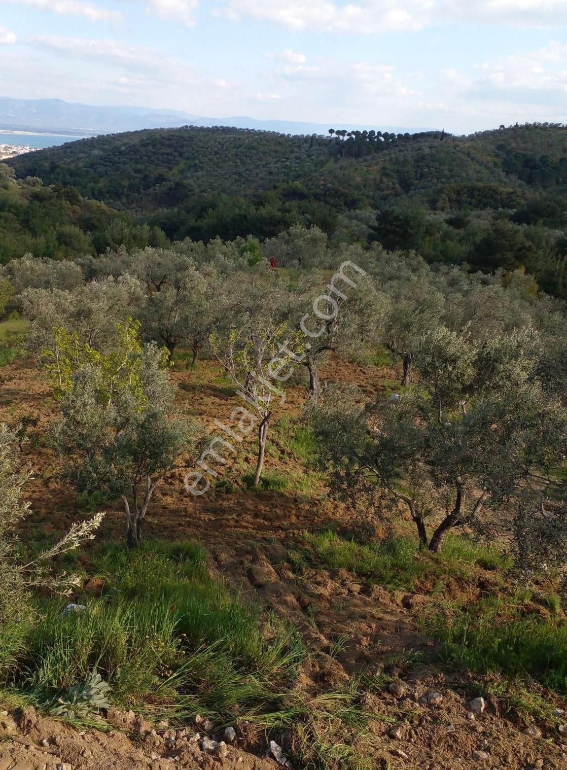 Çamlıbel Köyünde Satılık Deniz Manzaralı Zeytinlik - Görsel 24