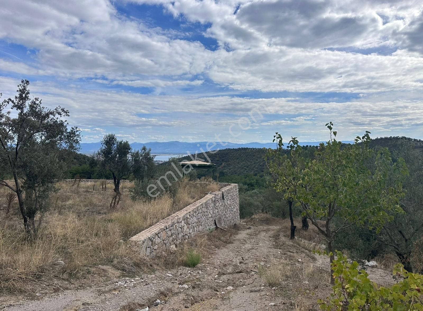 Çamlıbel Köyünde Satılık Deniz Manzaralı Zeytinlik - Görsel 9