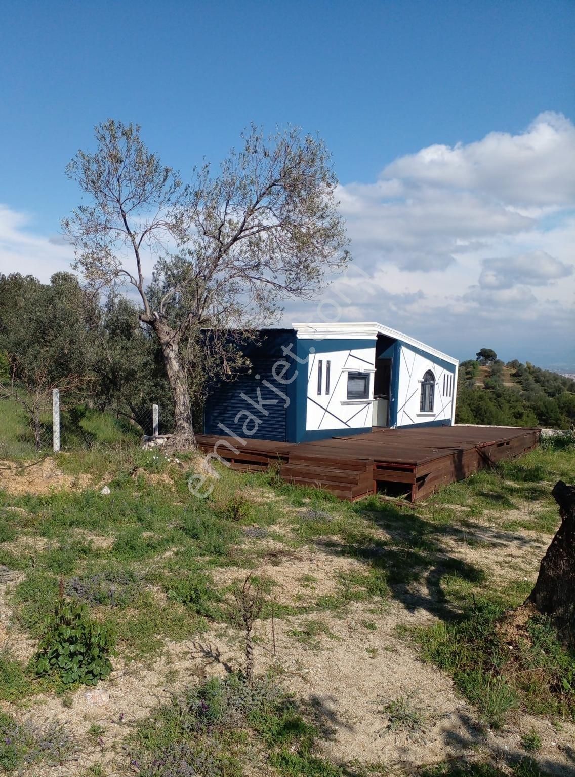 Çamlıbel Köyünde Satılık Deniz Manzaralı Zeytinlik - Görsel 4