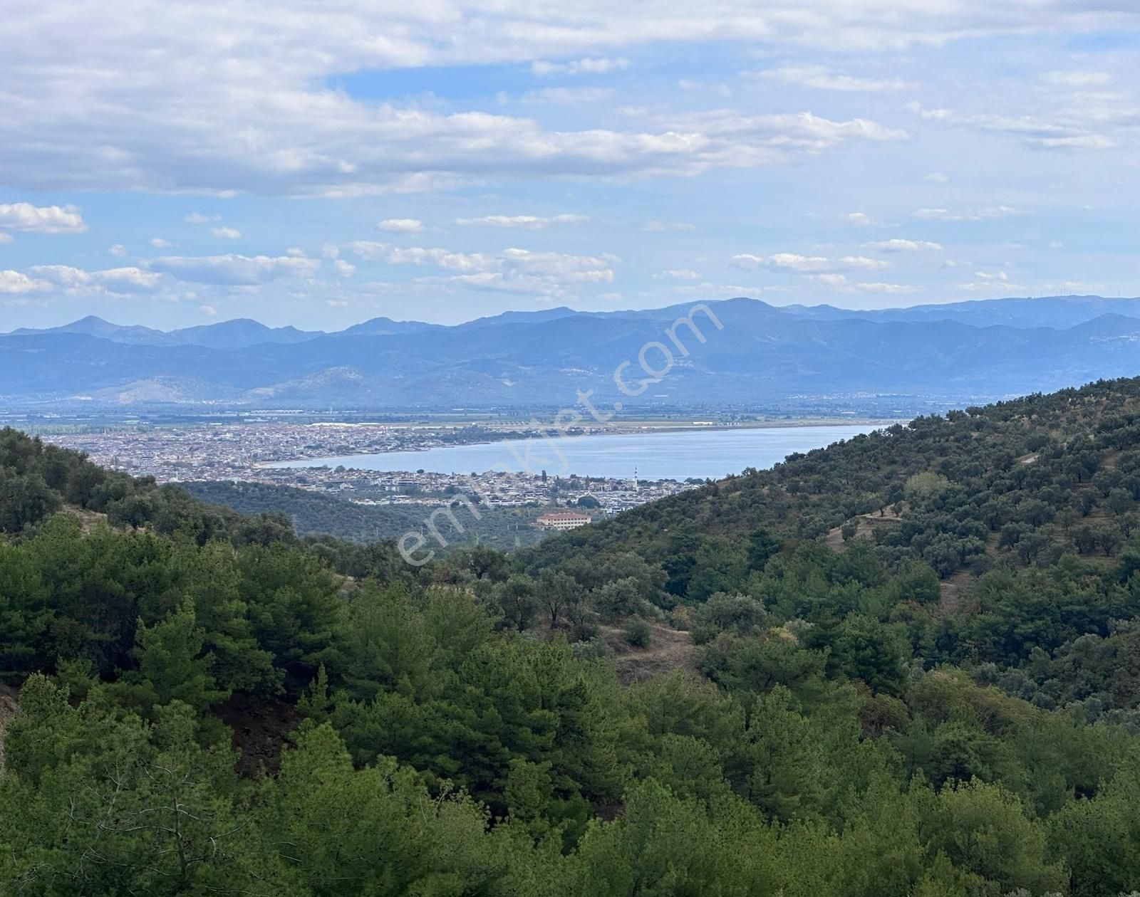 Çamlıbel Köyünde Satılık Deniz Manzaralı Zeytinlik - Görsel 7