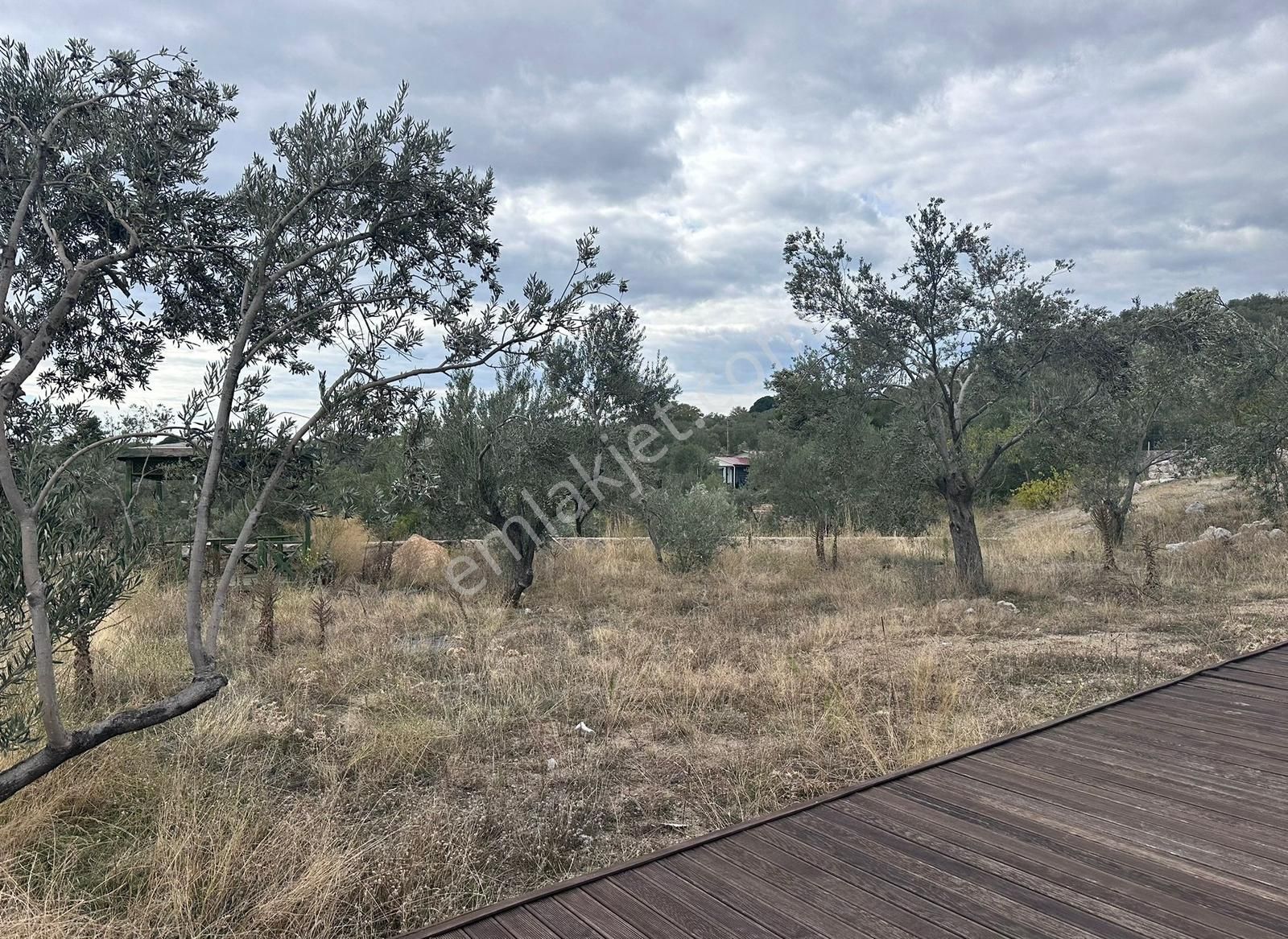 Çamlıbel Köyünde Satılık Deniz Manzaralı Zeytinlik - Görsel 14