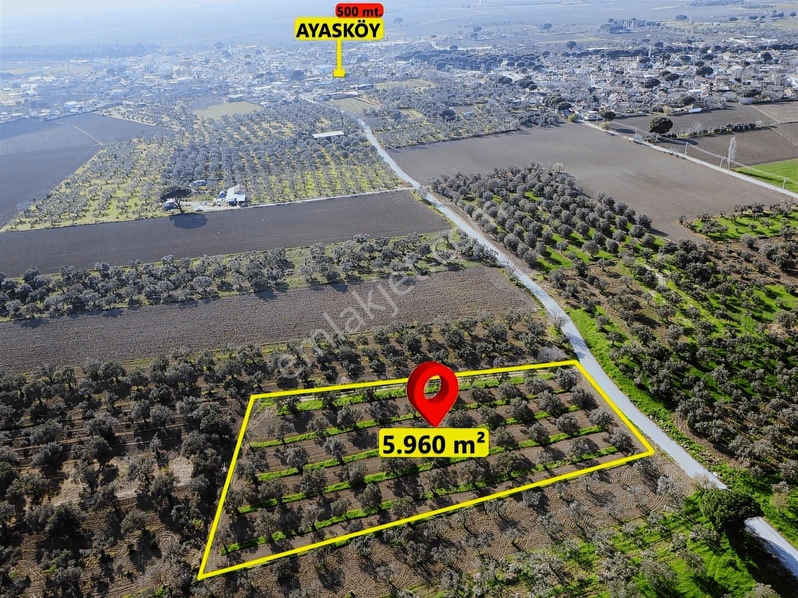 Pinus Gayrimenkul'den //ayasköy'de Yol Kenarı 5960 M² Zeytinlik