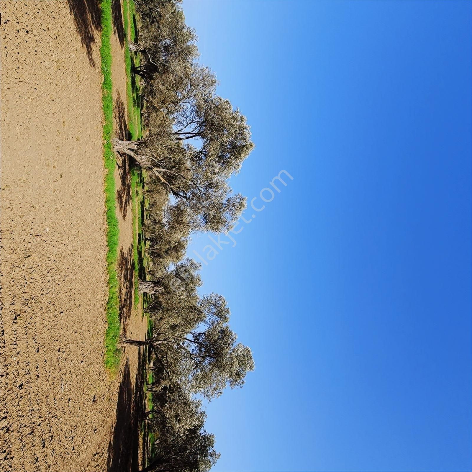 Pinus Gayrimenkul'den //ayasköy'de Yol Kenarı 5960 M² Zeytinlik - Görsel 12