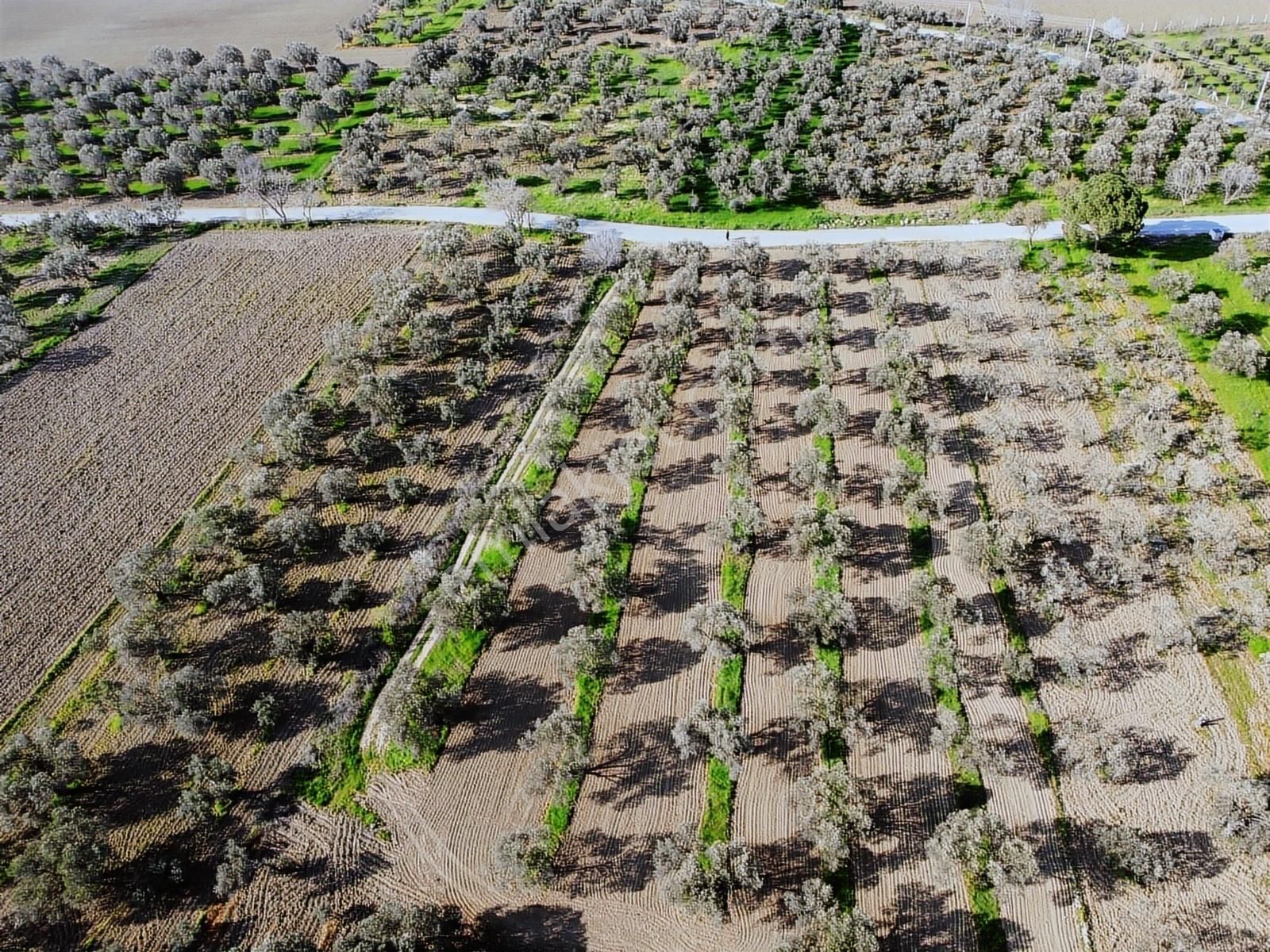 Pinus Gayrimenkul'den //ayasköy'de Yol Kenarı 5960 M² Zeytinlik - Görsel 7