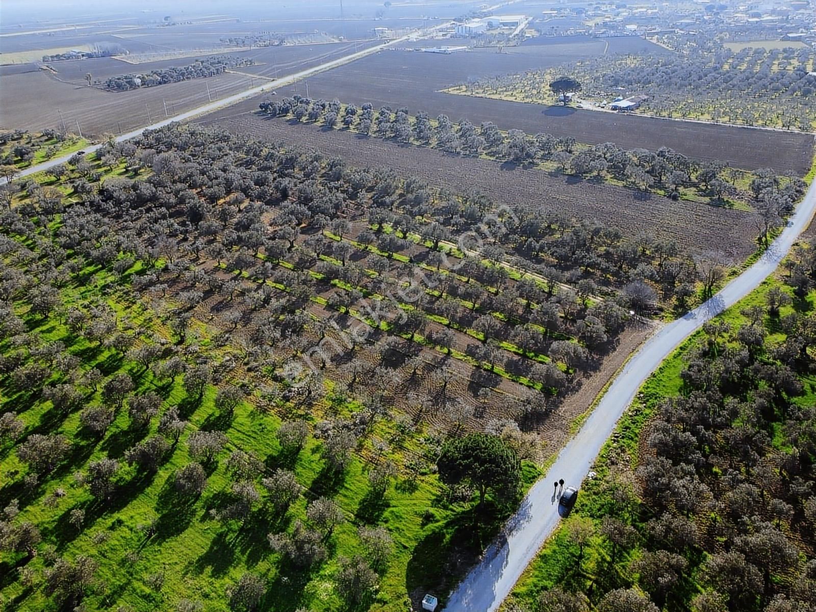Pinus Gayrimenkul'den //ayasköy'de Yol Kenarı 5960 M² Zeytinlik - Görsel 4