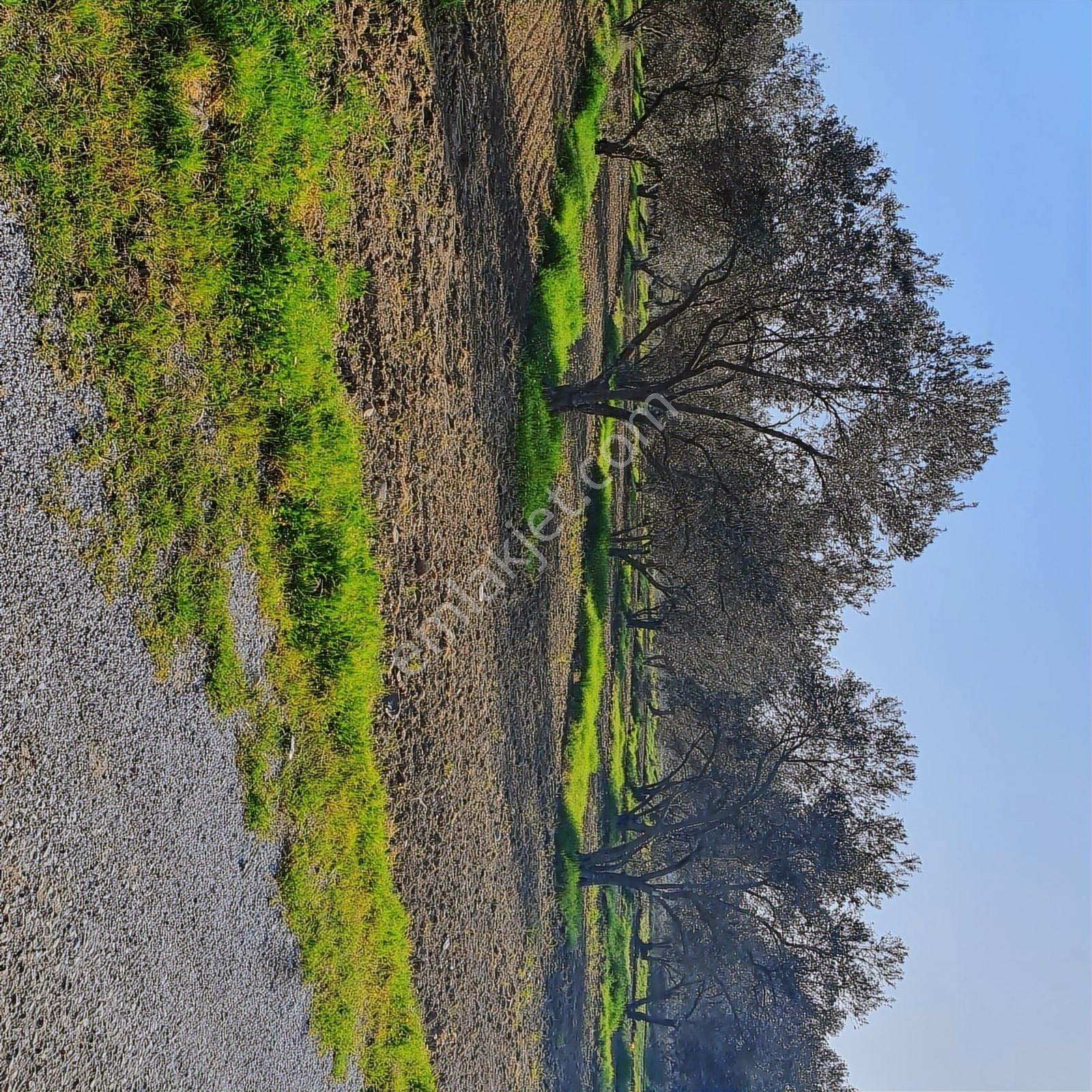 Pinus Gayrimenkul'den //ayasköy'de Yol Kenarı 5960 M² Zeytinlik - Görsel 9