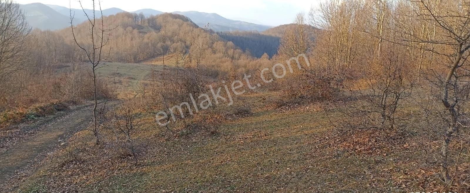 Aytaş Emlaktan Asarcık Yarımcada Satılık 27,5 Dönüm Tarla - Görsel 12