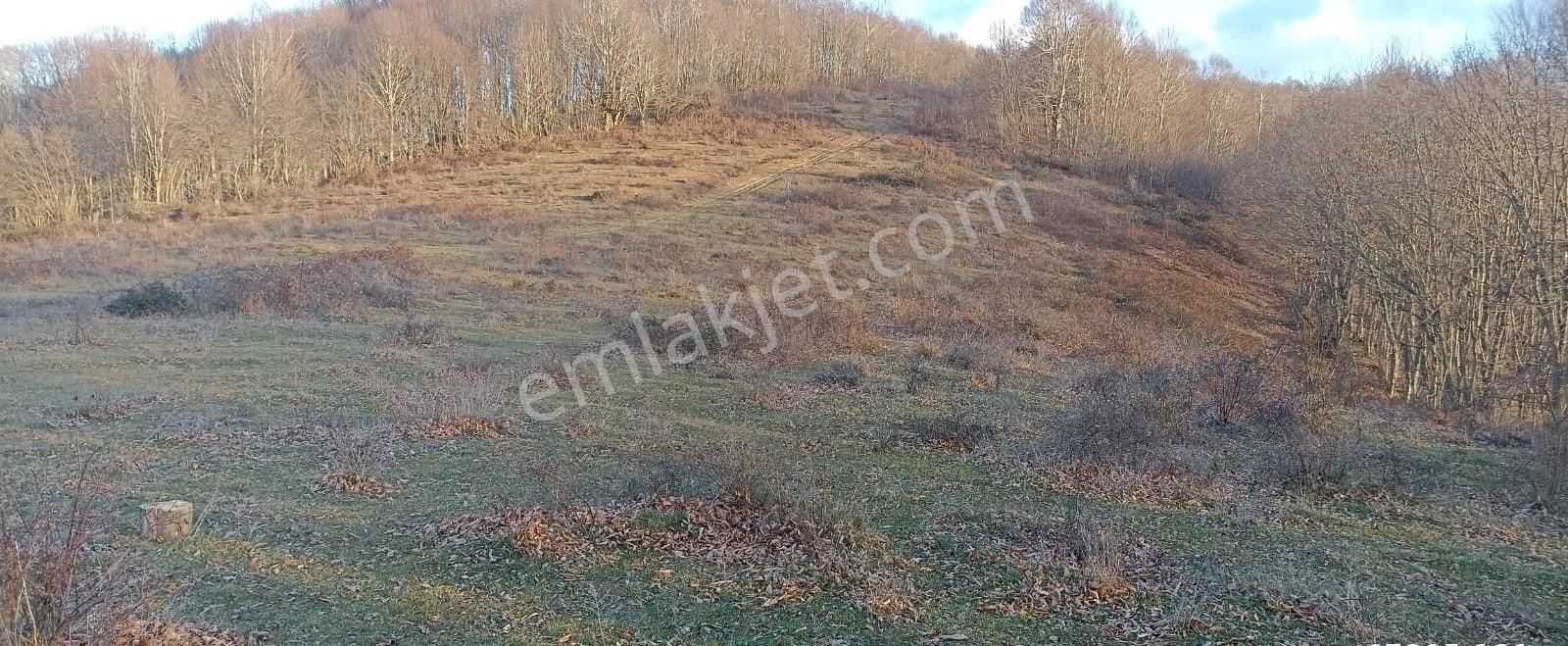 Aytaş Emlaktan Asarcık Yarımcada Satılık 27,5 Dönüm Tarla