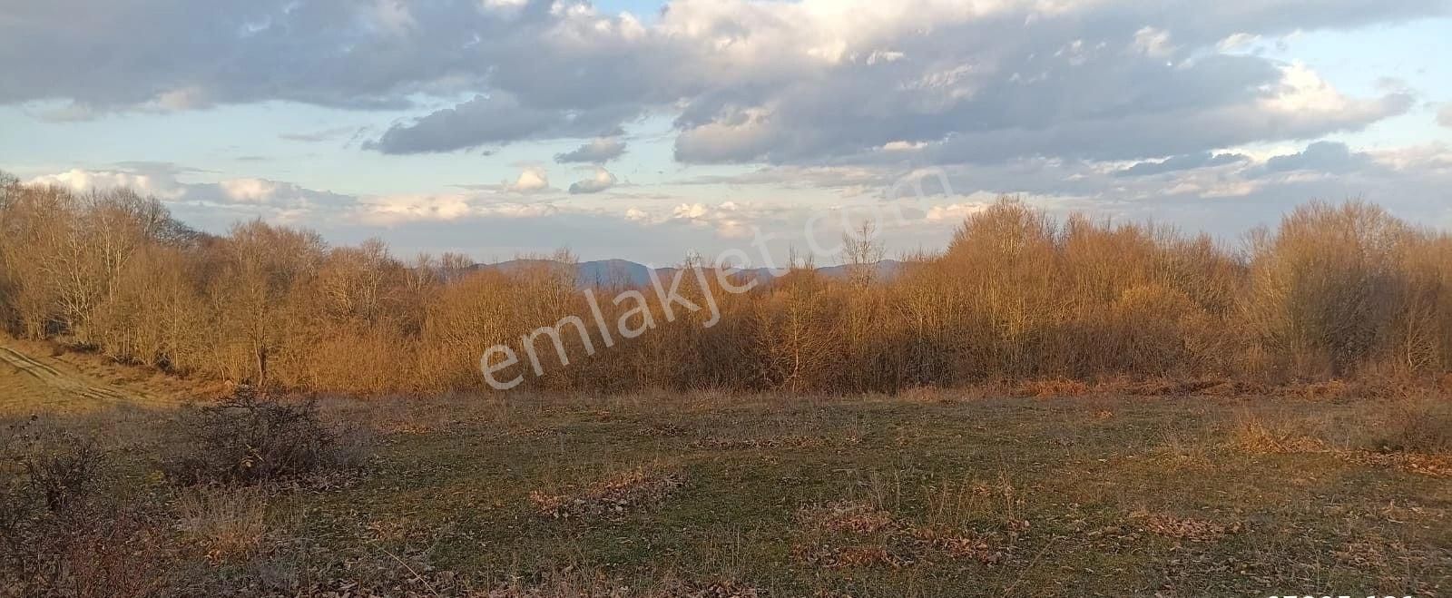 Aytaş Emlaktan Asarcık Yarımcada Satılık 27,5 Dönüm Tarla - Görsel 2