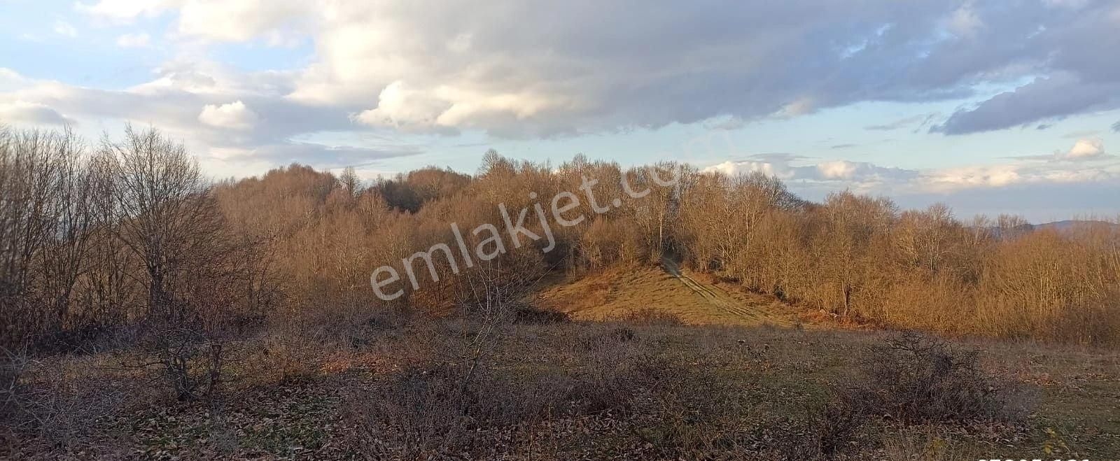 Aytaş Emlaktan Asarcık Yarımcada Satılık 27,5 Dönüm Tarla - Görsel 4