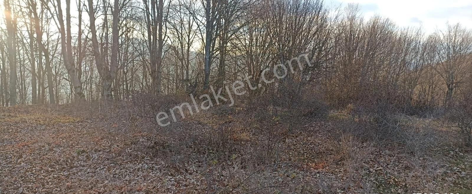 Aytaş Emlaktan Asarcık Yarımcada Satılık 27,5 Dönüm Tarla - Görsel 10