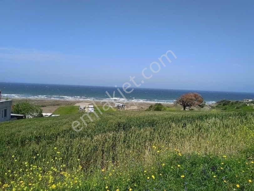 Mudanya Mesudiye De Deniz Manzaralı Yerleşime Yakın Zeytinlik - Görsel 6