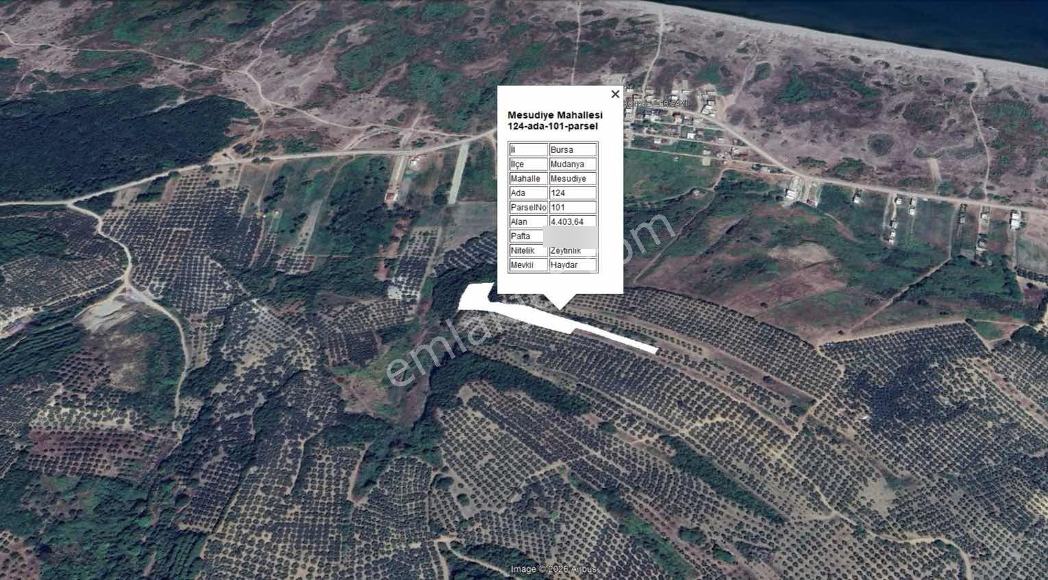 Mudanya Mesudiye De Deniz Manzaralı Yerleşime Yakın Zeytinlik - Görsel 4
