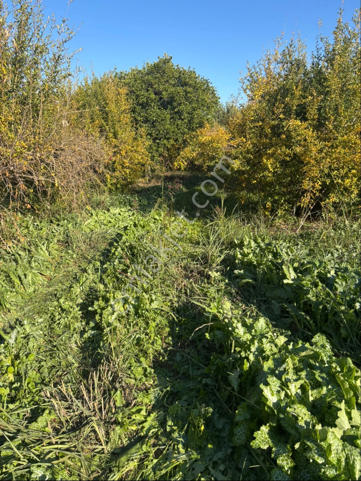Sezgin Emlak Dan Güzelköy İmar Alanına Yakın Fırsat Tarla - Görsel 18