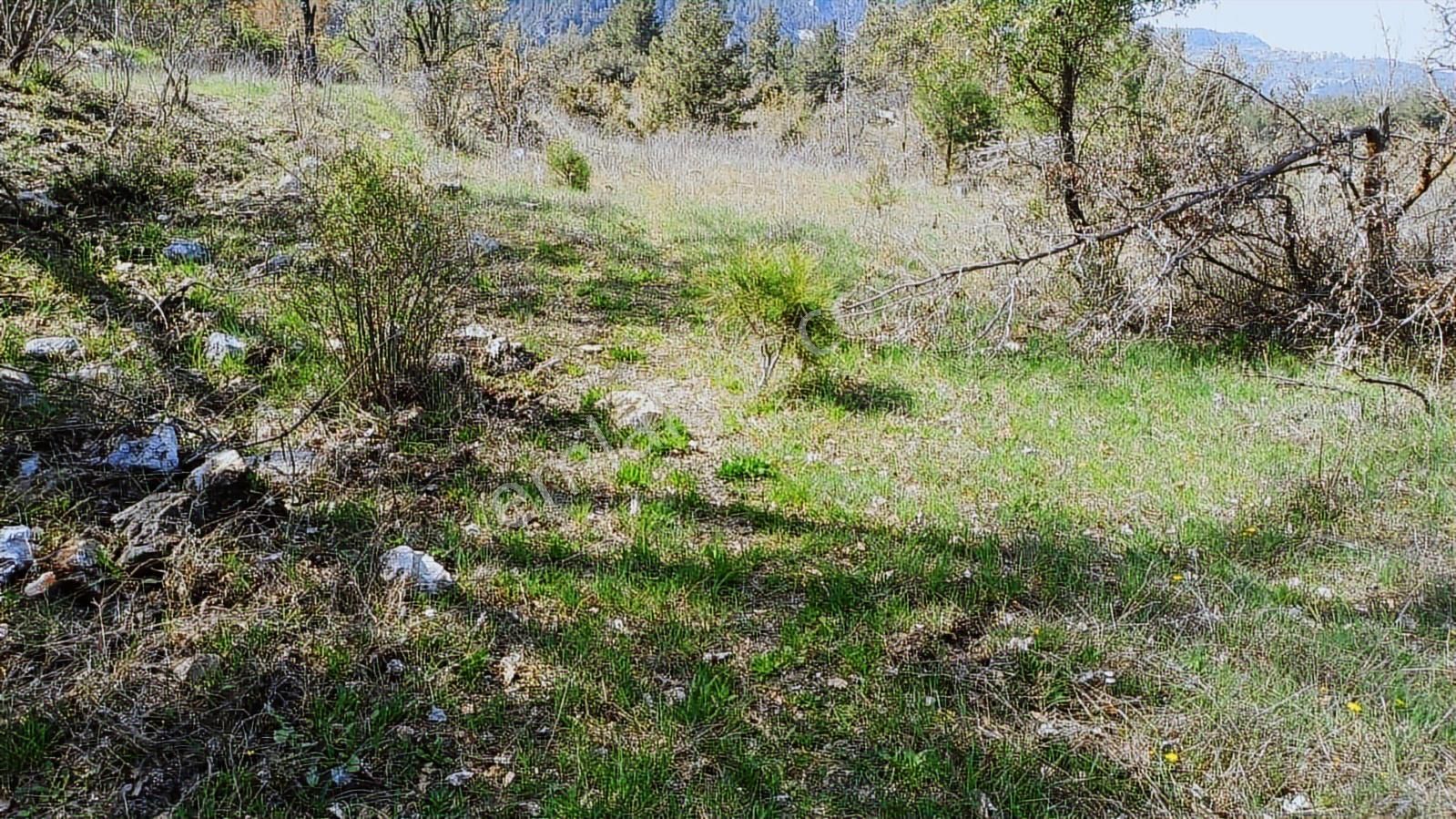 Akseki Hocaköy De Tek Tapu Satılık Bahçe - Görsel 3