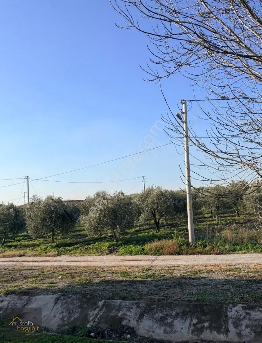 Mustafa Başyiğit Emlak'tan Doğuca Köyünde 2905 M2 İmarlı Arsa - Görsel 4