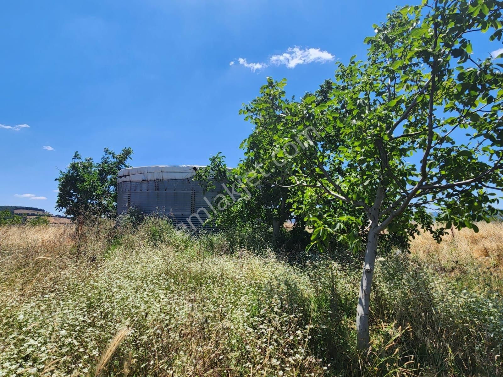 Çanakkale Lapseki Karamusalar Satılık 143 Dönüm Tarla. - Görsel 14