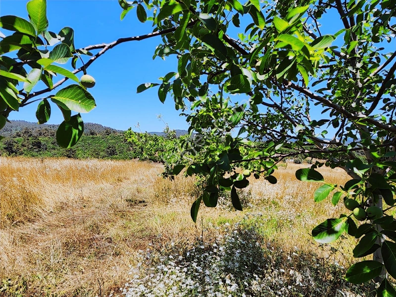 Çanakkale Lapseki Karamusalar Satılık 143 Dönüm Tarla. - Görsel 13