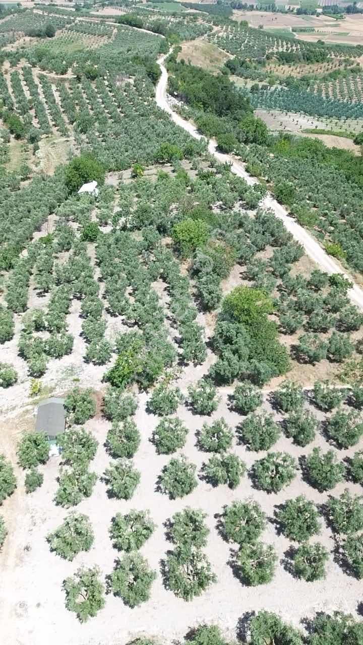 Konaklıda Köye Yakın Yatırımlık Arazi - Görsel 5