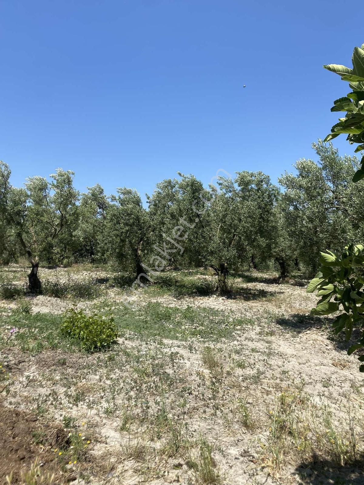 Konaklıda Köye Yakın Yatırımlık Arazi - Görsel 8