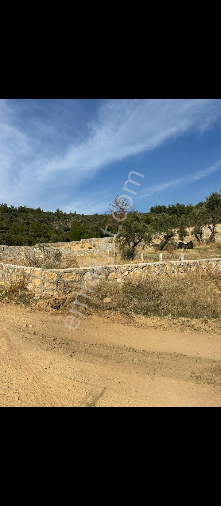 Müstakil Tek Tapu Zeytmili