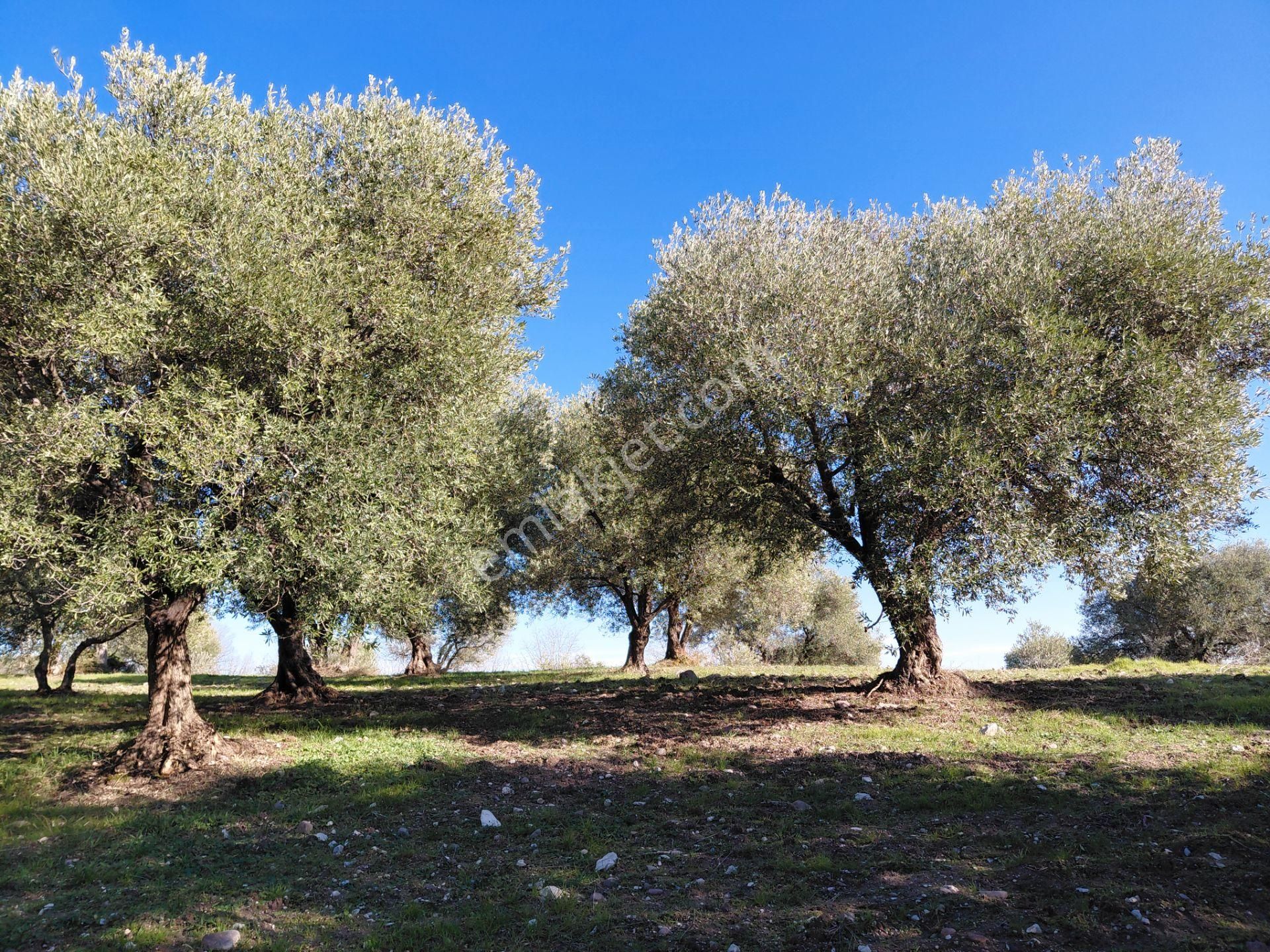 Şehzadeler Kale Köyde Satılık 9.000 M2 Uslu Zeytinlik 3.600.000 Tl - Görsel 15