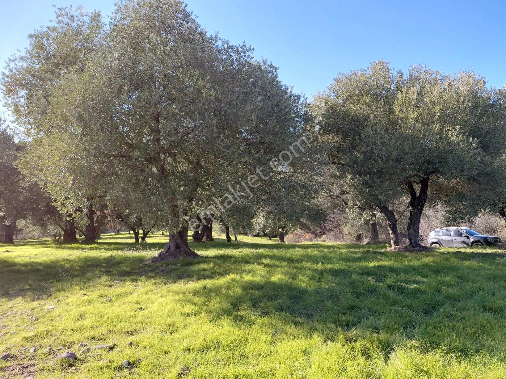 Şehzadeler Kale Köyde Satılık 9.000 M2 Uslu Zeytinlik 3.600.000 Tl - Görsel 6