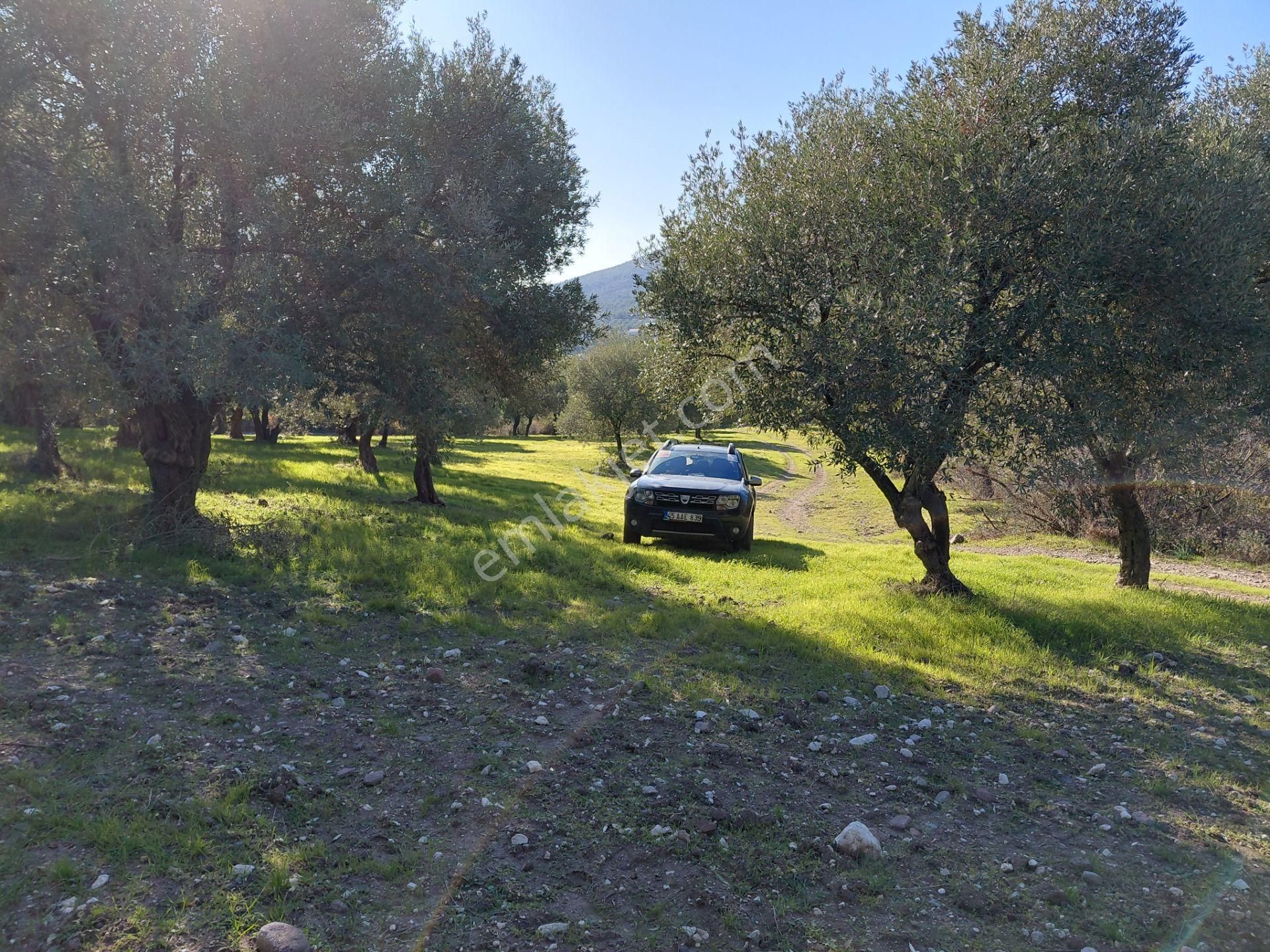 Şehzadeler Kale Köyde Satılık 9.000 M2 Uslu Zeytinlik 3.600.000 Tl - Görsel 13