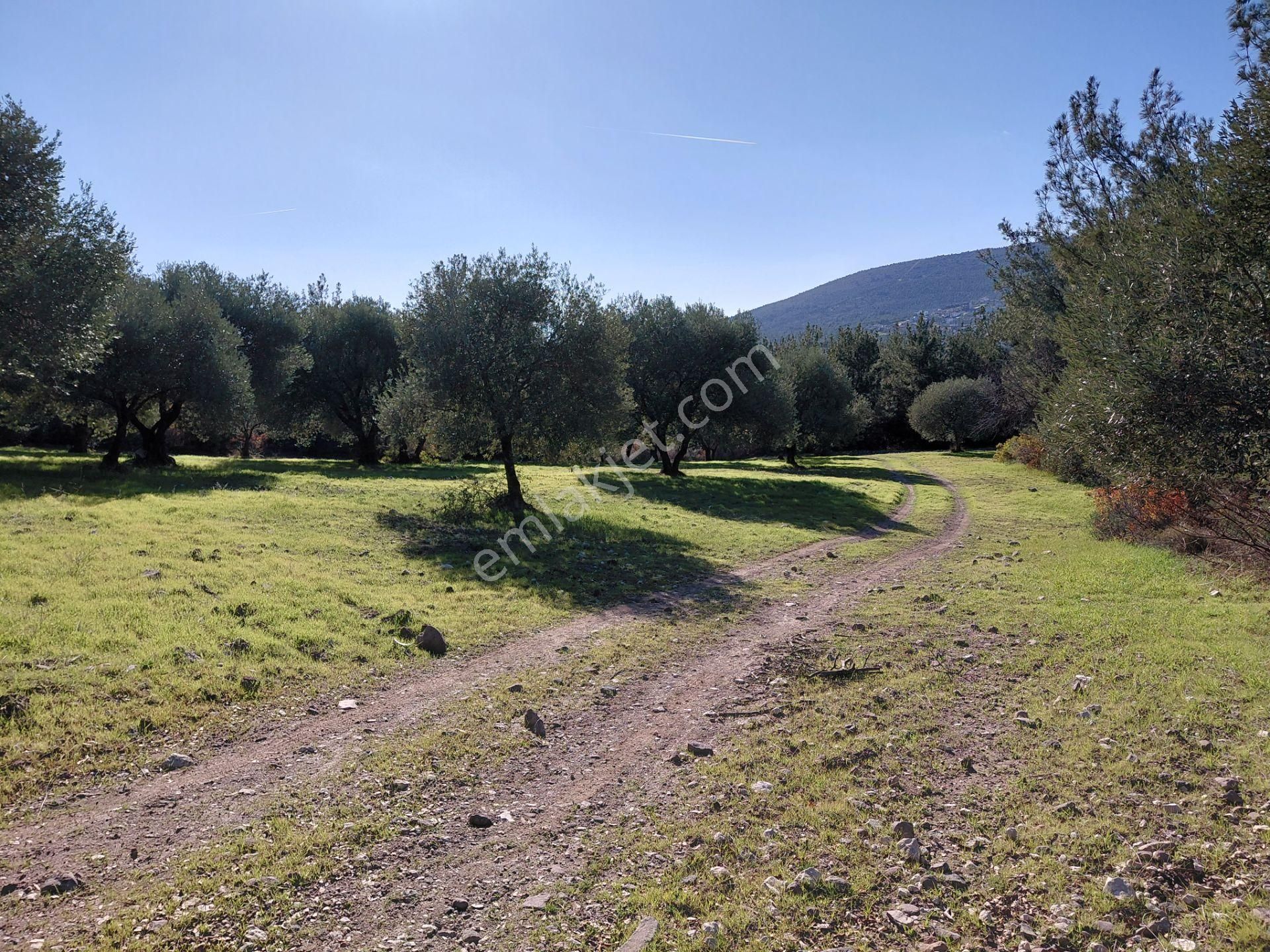 Şehzadeler Kale Köyde Satılık 9.000 M2 Uslu Zeytinlik 3.600.000 Tl - Görsel 18