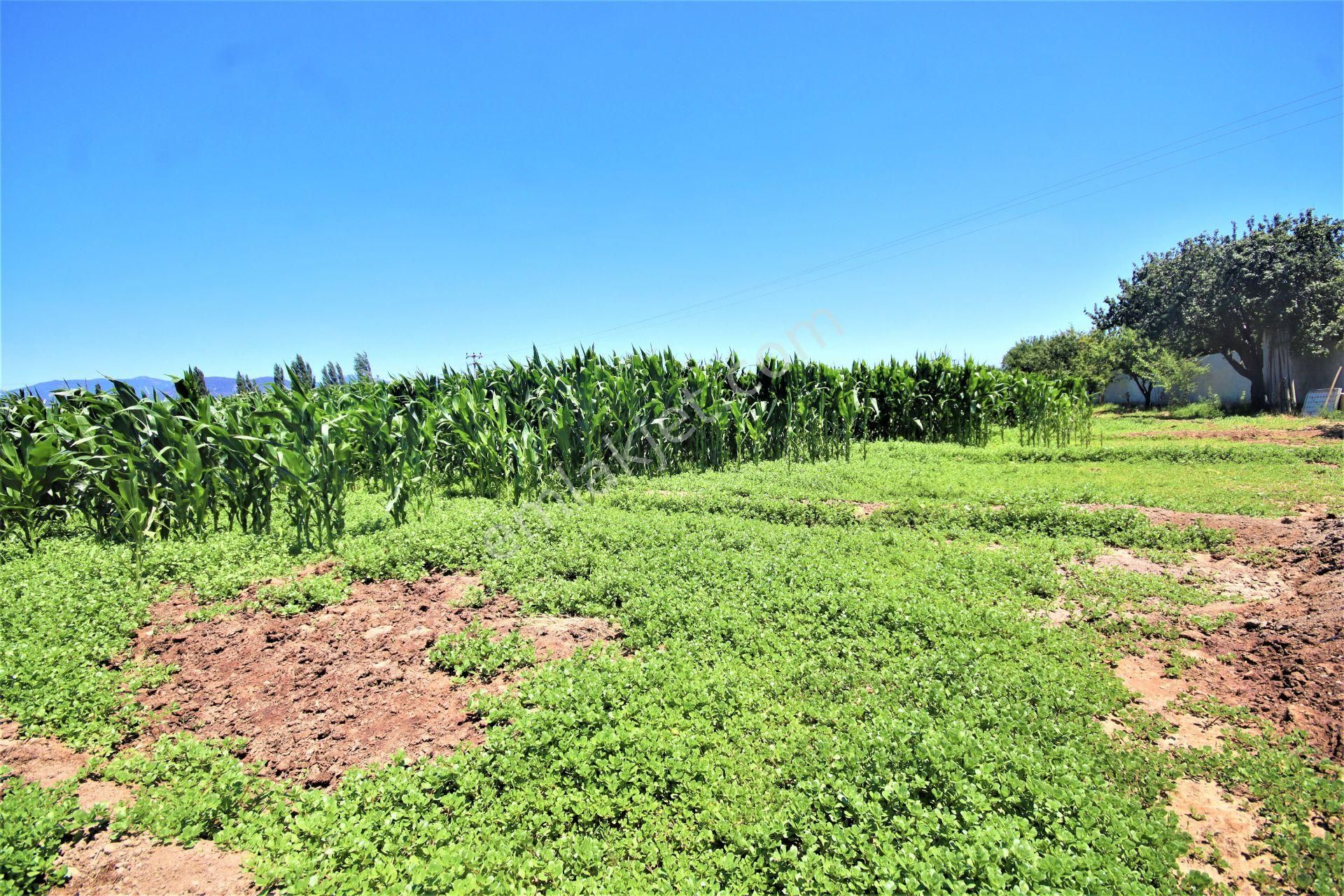 Aygül Den Edremit Çıkrıkçı Da Elektrik Suyu Olan 16.500 M2 Satılık Çiftlik Ve 3+1 Mustakil Daire - Görsel 21
