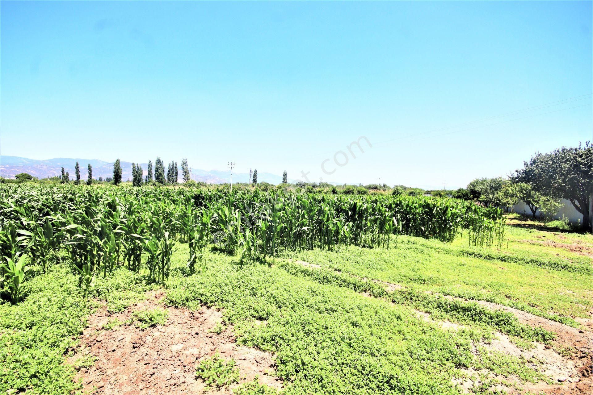 Aygül Den Edremit Çıkrıkçı Da Elektrik Suyu Olan 16.500 M2 Satılık Çiftlik Ve 3+1 Mustakil Daire - Görsel 28