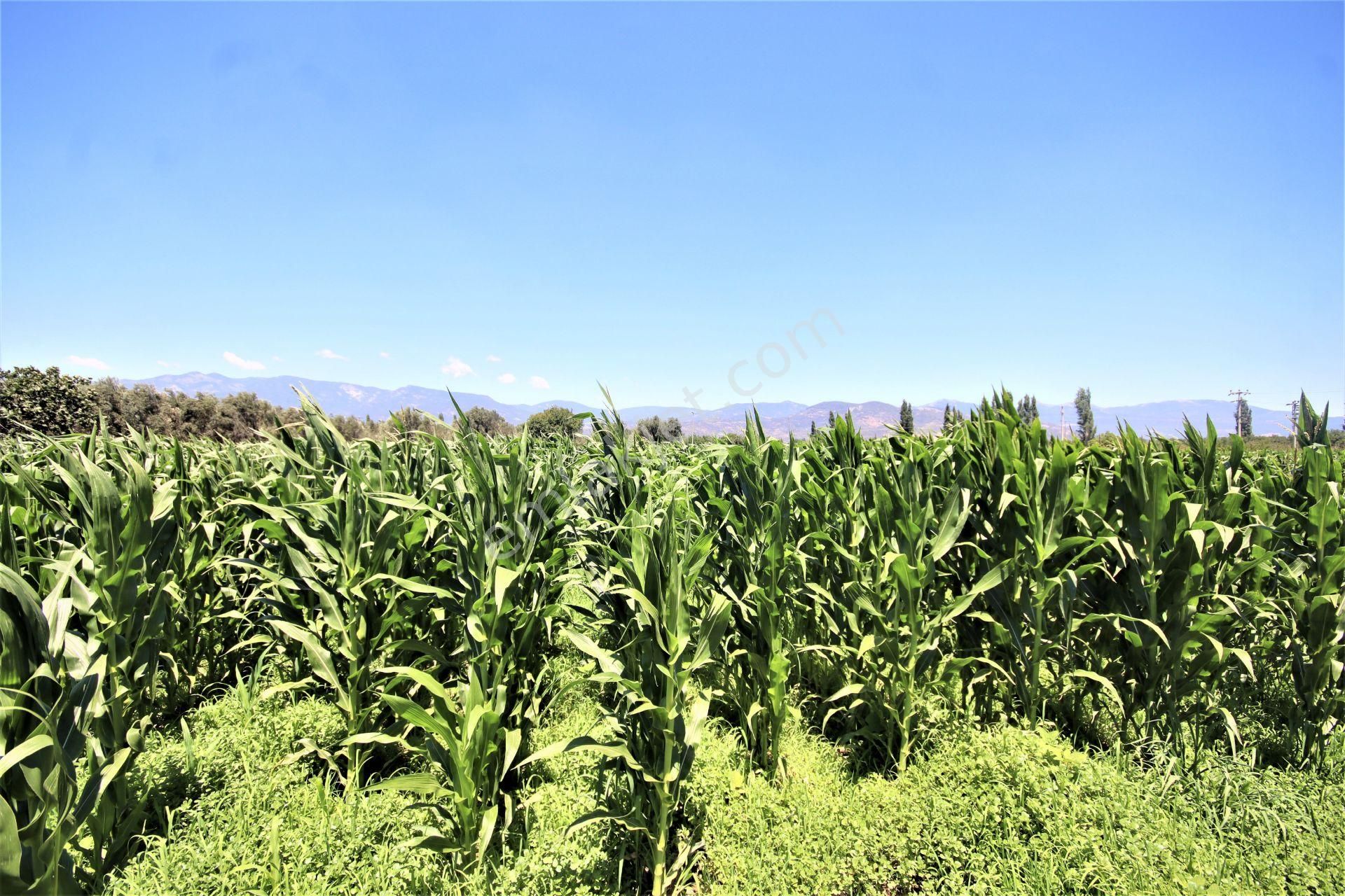 Aygül Den Edremit Çıkrıkçı Da Elektrik Suyu Olan 16.500 M2 Satılık Çiftlik Ve 3+1 Mustakil Daire - Görsel 33